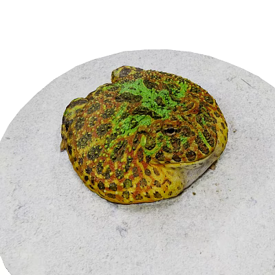 Colorful Reptile Toad With Green Yellow Black Spots Resting On Gray Stone 3d model Colorful Reptile Toad With Green Yellow Black Spots Resting On Gray Stone 3d model
