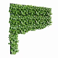 Lush Green Climbing Vines Covering Corner Wall For Indoor Outdoor Decoration
