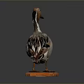 Stuffed Duck Specimen With Brown Head Standing On Orange Base Against Dark Background 3d model