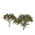 Tall Deciduous Trees With Lush Green Foliage And Red Berries In Natural Landscape