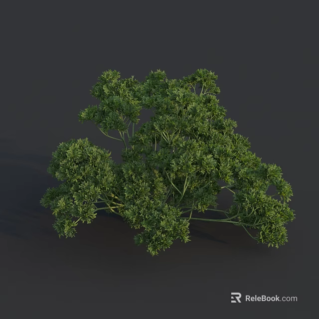 Fresh Green Parsley Vegetable Bunch with Vibrant Leaves on Dark Surface 3d model 