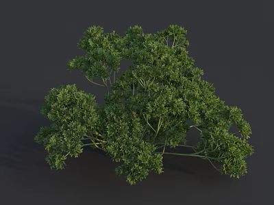 Fresh Green Parsley Vegetable Bunch with Vibrant Leaves on Dark Surface 3d model