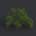 Fresh Green Parsley Vegetable Bunch with Vibrant Leaves on Dark Surface