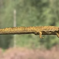 Yellow Spotted Reptile With Long Body Short Legs And Open Mouth In Natural Habitat