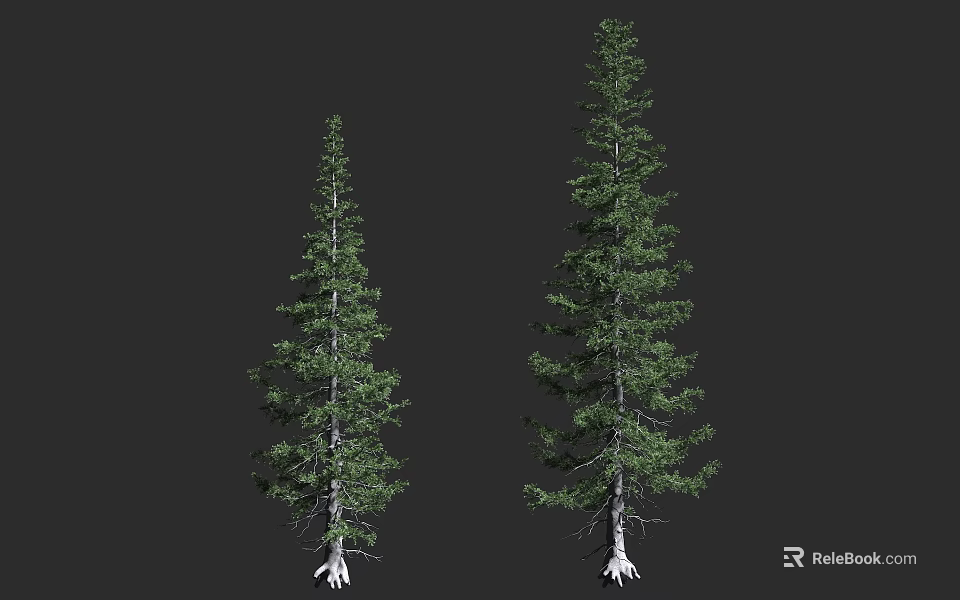 Two Tall Evergreen Trees With Slender Trunks Lush Foliage And Exposed Roots 3d model 