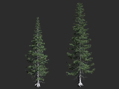 Two Tall Evergreen Trees With Slender Trunks Lush Foliage And Exposed Roots 3d model