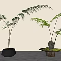 Elegant Green Fern And Bamboo Bonsai Potted Plants In Ceramic Pots With Stone Base For Home Decor