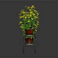 Yellow Flowering Plants in Red Pots on Black Wrought Iron Ornate Stand Against Dark Background