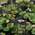 Aquatic Plants in Garden Pond with Lily Pads Pink Flowers Koi Fish Rocks and Moss