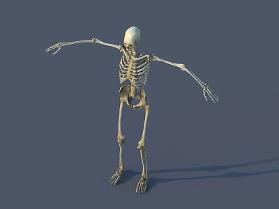 Skeleton 3D Model 3d model