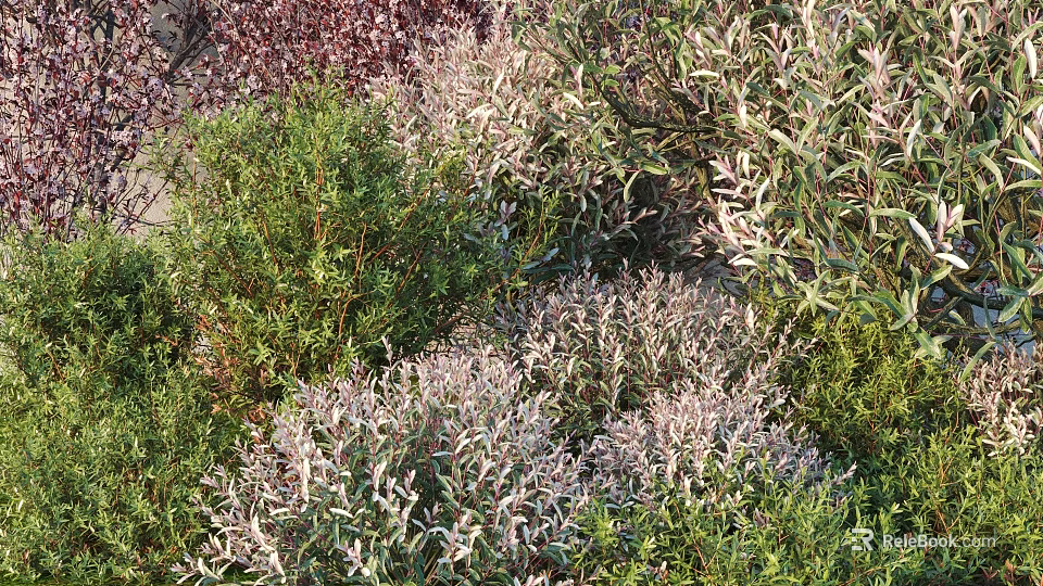 Lush Green And Purple Leafy Plants Growing In Natural Garden Setting 3d model 