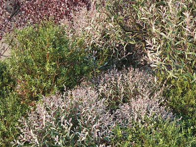 Lush Green And Purple Leafy Plants Growing In Natural Garden Setting 3d model