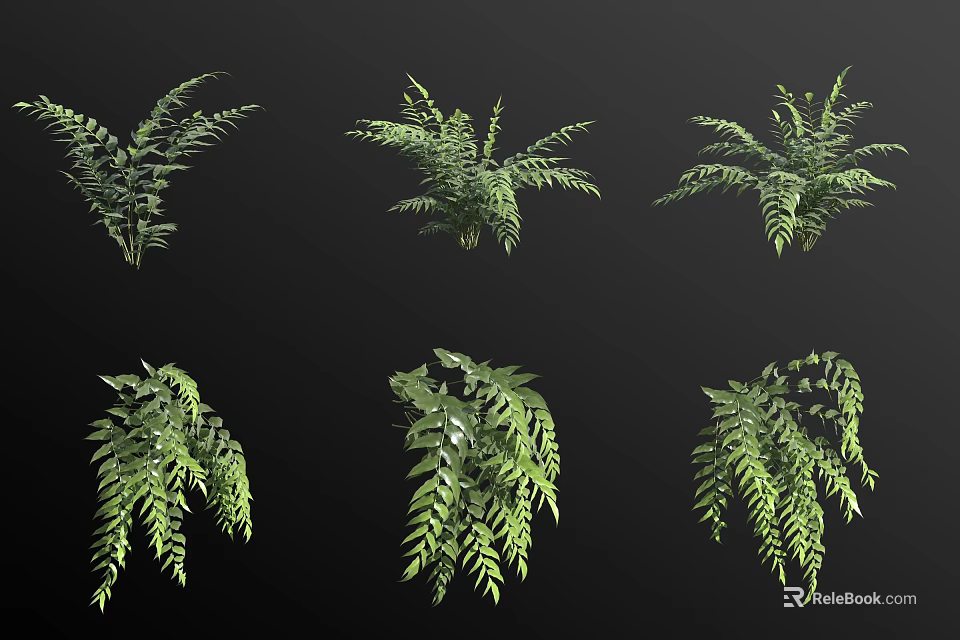 Green Ferns With Different Lush Foliage And Various Decorative Forms 3d model 
