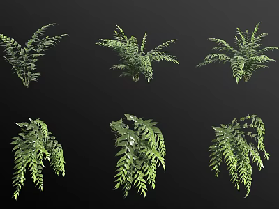 Green Ferns With Different Lush Foliage And Various Decorative Forms 3d model