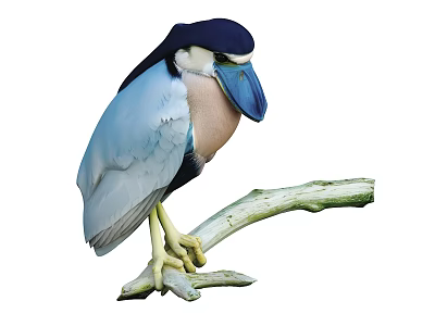 Blue and White Bird with Black Head and Large Beak Perched on Tree Branch 3d model