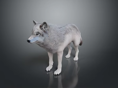 Realistic Detailed 3D Wolf Model Standing On Gray Background With Reflection 3d model