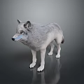 Realistic Detailed 3D Wolf Model Standing On Gray Background With Reflection 3d model