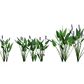 Multiple Green Leaf Plants With Purple Flowers In Garden Arrangement