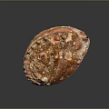 Shiny Aquatic Animal Shell With Rough Brownish Red Texture Protrusions And White Spots