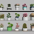 Indoor Potted Bonsai Plants Collection with Succulents and Decorative Ceramic Pots on Shelves