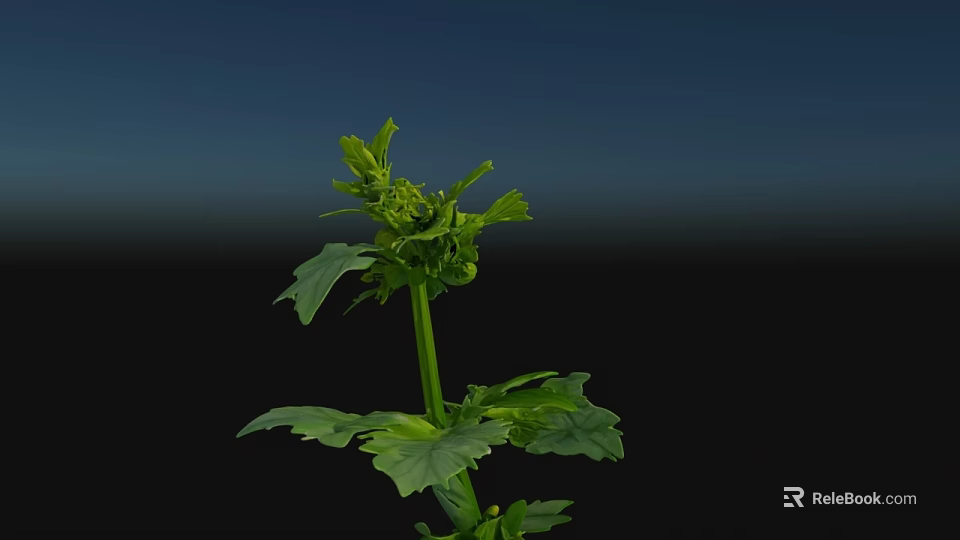 Vibrant Green Plant With Fresh Leaves Stem And Buds On Dark Background 3d model 