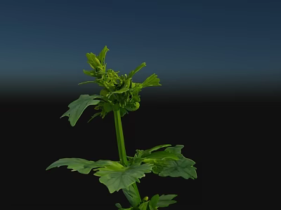 Vibrant Green Plant With Fresh Leaves Stem And Buds On Dark Background 3d model