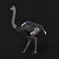 Detailed Gray Feathered Ostrich With Long Neck Standing Against Black Background
