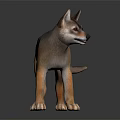 Cute Brown And Gray Wolf Pup With Erect Ears Standing On Black Reflective Surface
