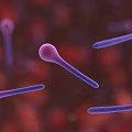 Purple Microorganisms With Rod Shaped And Spherical Structures On Red Background