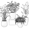Bonsai Potted Plants With Green Leafy Foliage In Black White Pots On Stands