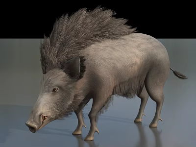 Wild Boar With Shaggy Mane And Gray Fur In Realistic Standing Posture 3d model