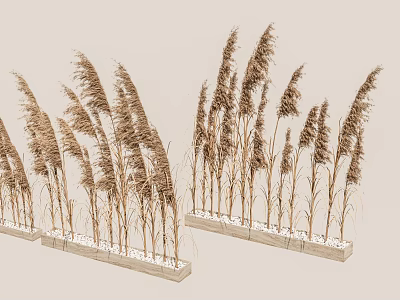 Decorative Dry Reeds in Light Colored Rectangular Planters with White Pebbles and Light Background 3d model