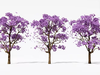 Crape Myrtle Tree Cacia Tree Crape Myrtle Jacaranda Flower Tree Landscape Tree 3d model