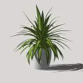 Bonsai Potted Plant With Green Slender Leaves In White Ceramic Pot