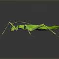 Green Praying Mantis Displaying Long Limbs And Wings On Gray Background With Reflection 3d model