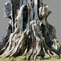 Ancient Tree With Gnarled Twisted Exposed Roots At Base And Green Grass Around Trunk