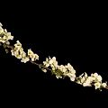 Slender Plant Branch With Blooming White Flowers And Delicate Green Leaves