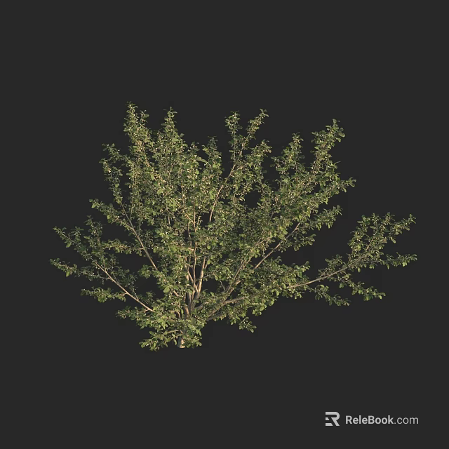 Lush Green Arbor With Dense Branches And Foliage On Black Background 3d model