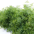 Lush Green Leafy Bushes With Small Flowers In Garden Landscape Design