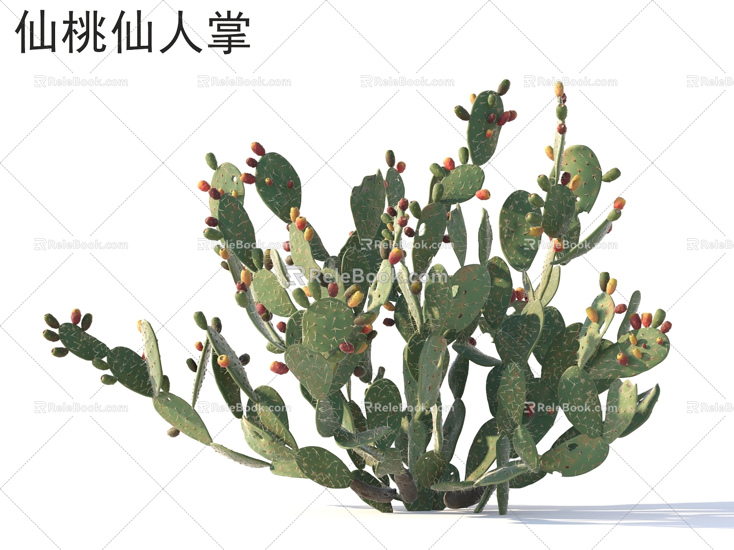 Peach cactus plants 3d model