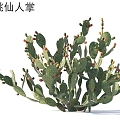 Peach cactus plants 3d model