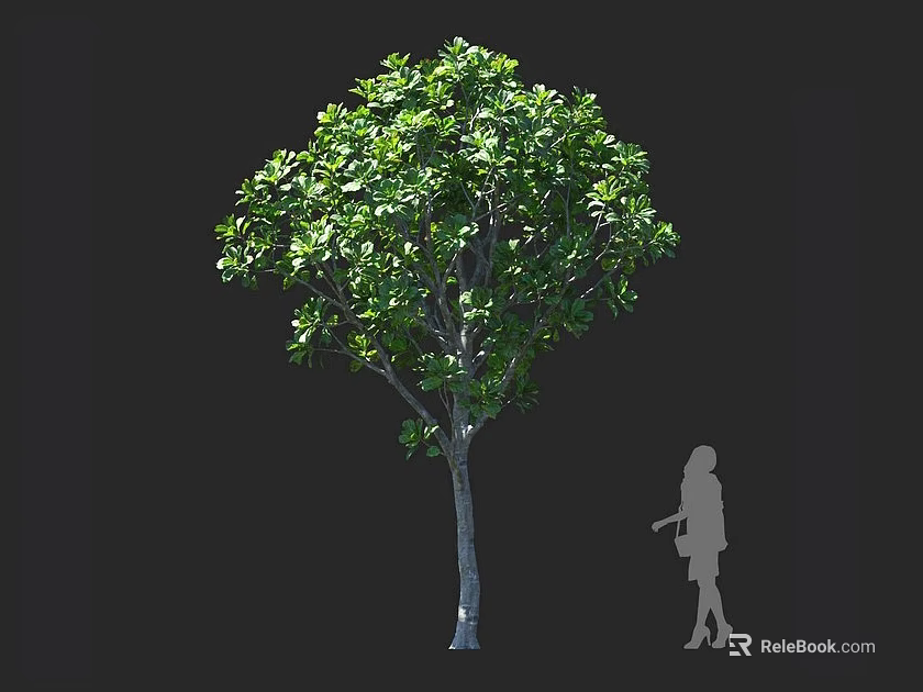 Lush Arbor With Green Leaves And Sturdy Trunk Beside Human Silhouette Against Dark Background 3d model 