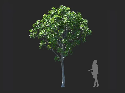 Lush Arbor With Green Leaves And Sturdy Trunk Beside Human Silhouette Against Dark Background 3d model