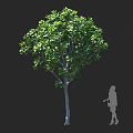 Lush Arbor With Green Leaves And Sturdy Trunk Beside Human Silhouette Against Dark Background