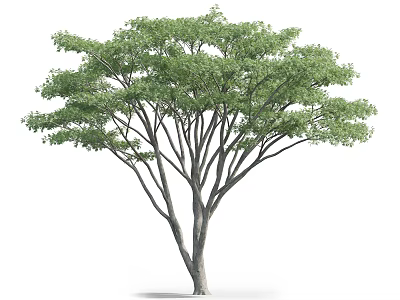 Healthy Tall Arbor With Lush Green Leaves And Strong Spreading Branches 3d model