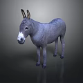 Gray Donkey Standing With White Nose And Ears Against Dark Gradient Background With Reflection