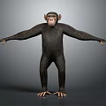 Realistic 3D Chimpanzee Standing With Outstretched Arms On Gray Background