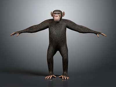 Realistic 3D Chimpanzee Standing With Outstretched Arms On Gray Background 3d model