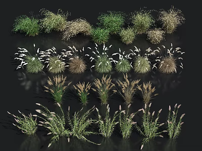 Collection of Various Ornamental Grass and Herb Plant Varieties With Diverse Shapes 3d model