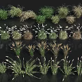 Collection of Various Ornamental Grass and Herb Plant Varieties With Diverse Shapes